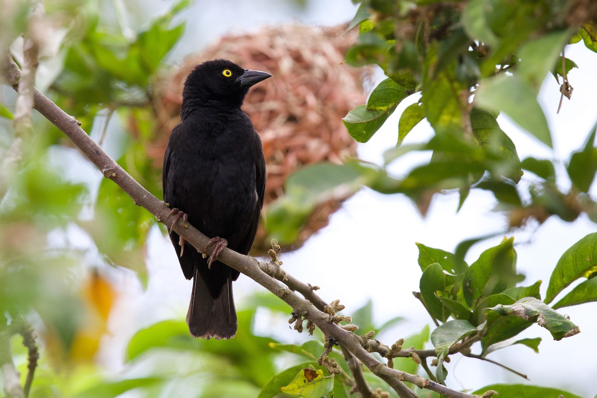 Vieillot's Black Weaver - ML644918005