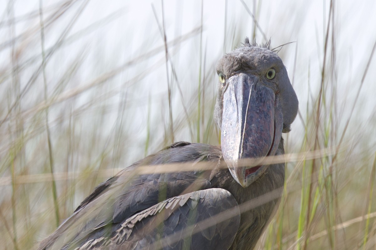 Shoebill - ML644918048
