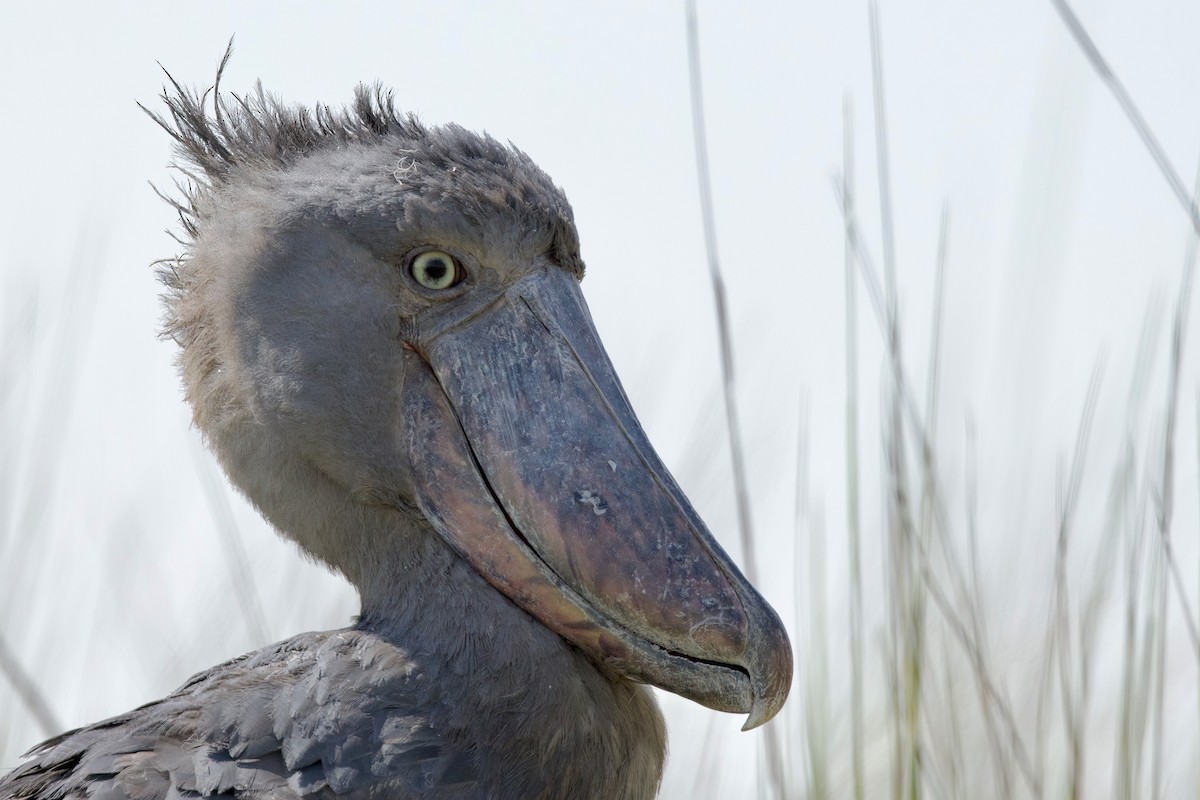 Shoebill - ML644918049