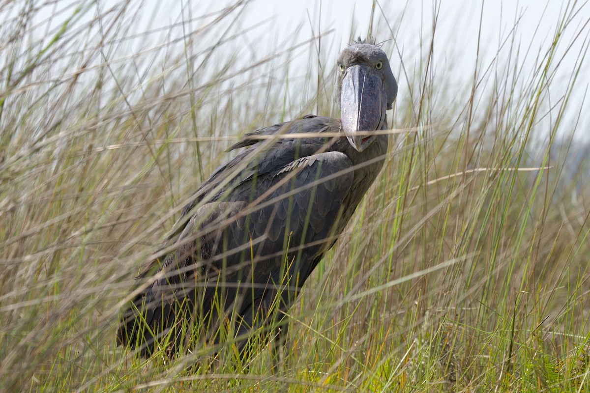 Shoebill - ML644918051