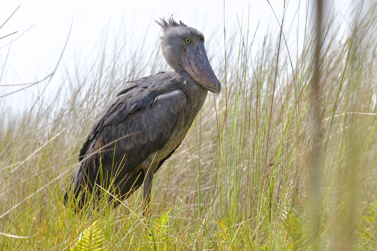 Shoebill - ML644918052