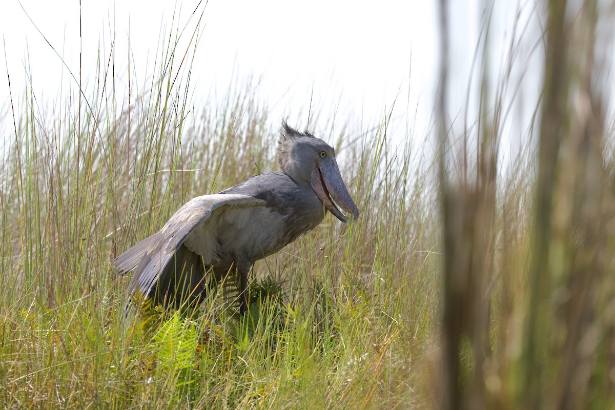 Shoebill - ML644918054