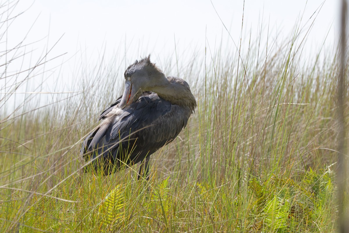 Shoebill - ML644918055