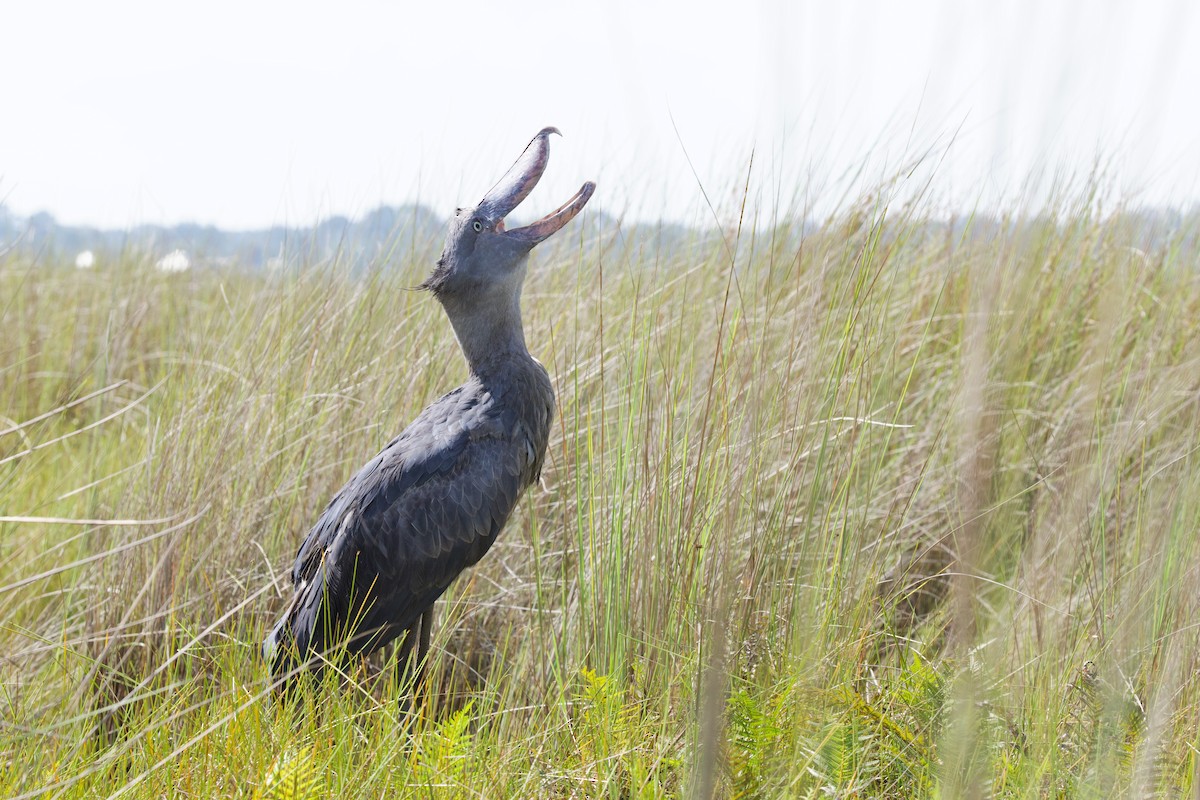 Shoebill - ML644918056