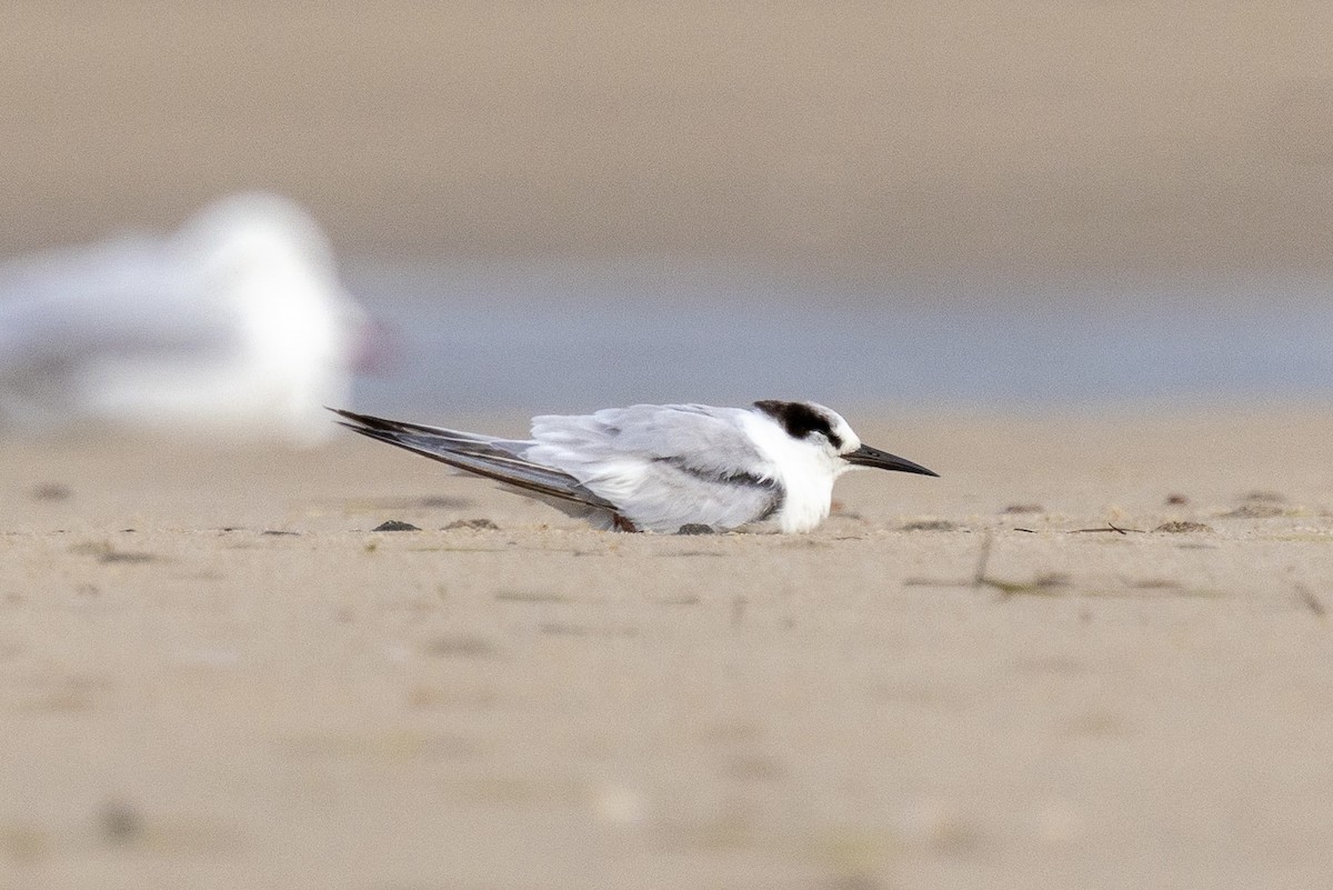 Little Tern - ML644918075