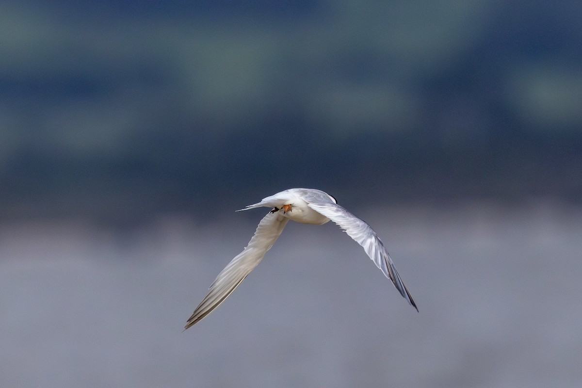 Little Tern - ML644918076