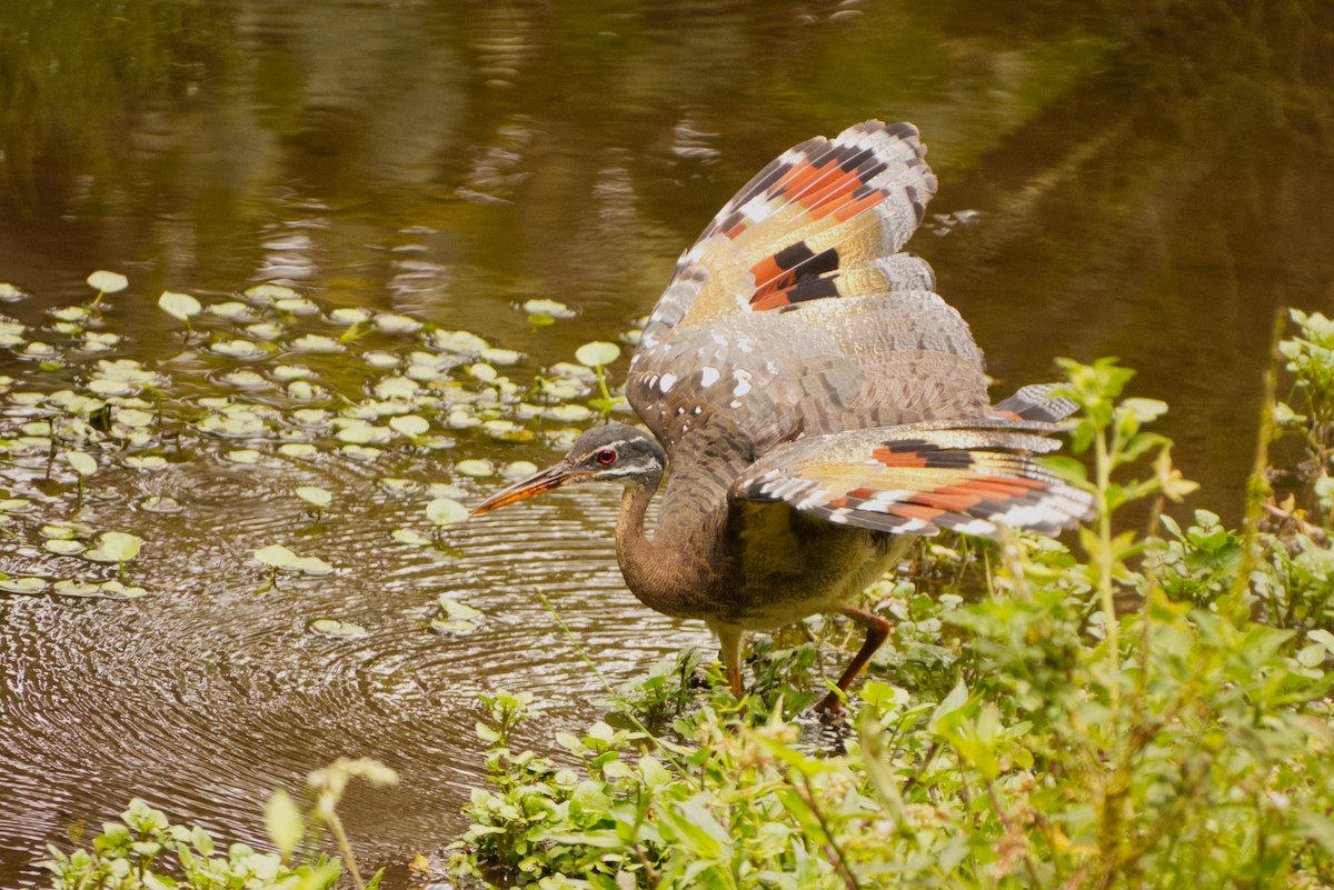 Sunbittern - ML644918082