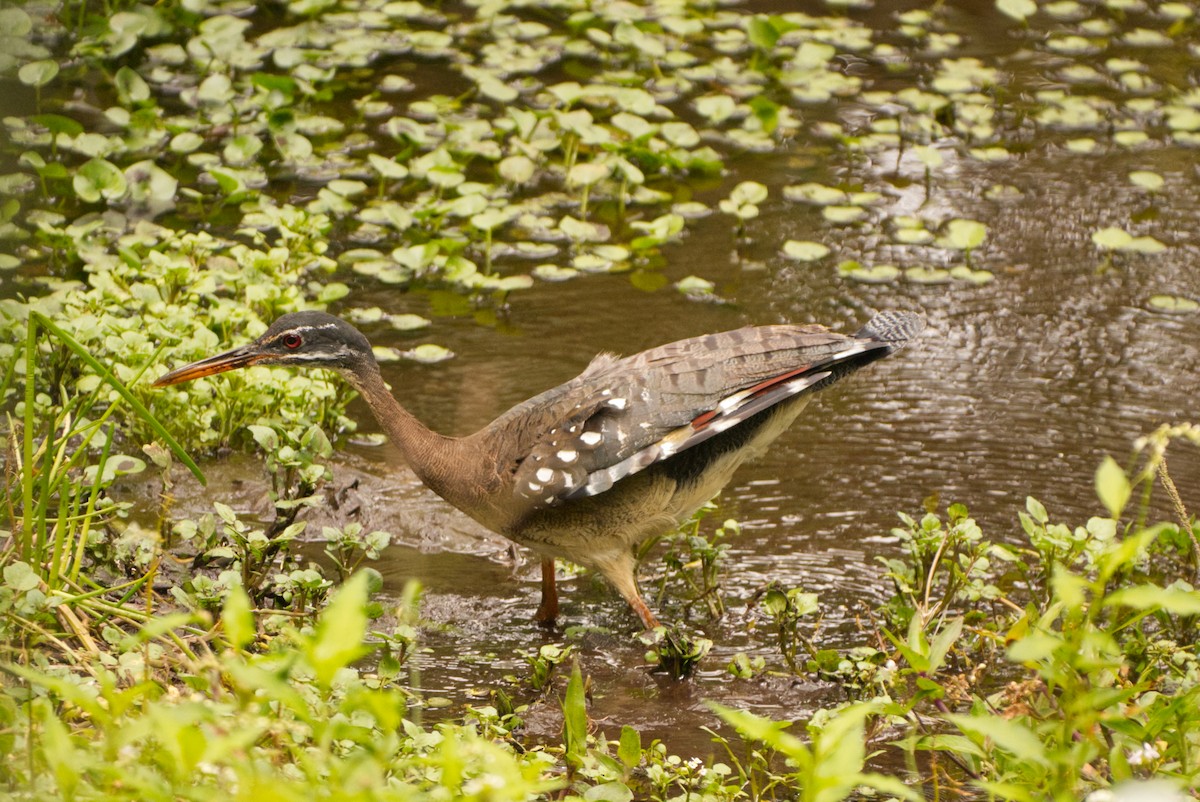 Sunbittern - ML644918083