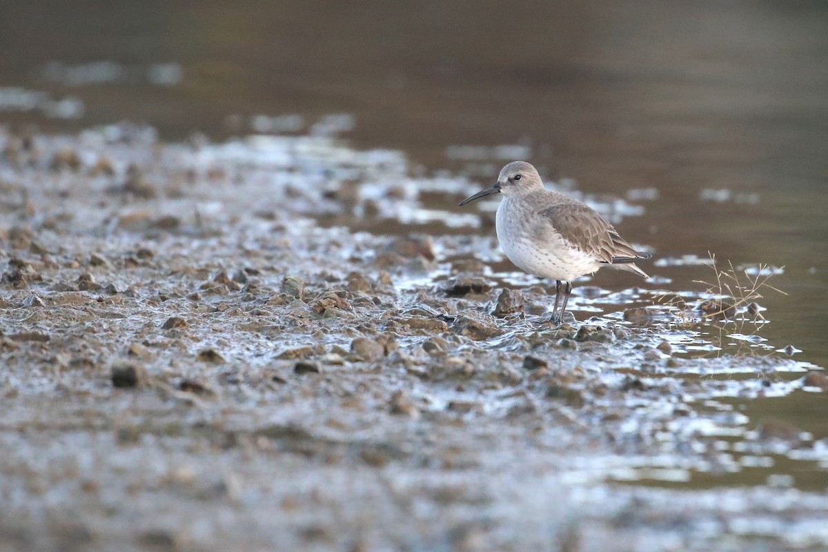 Dunlin - ML644918096