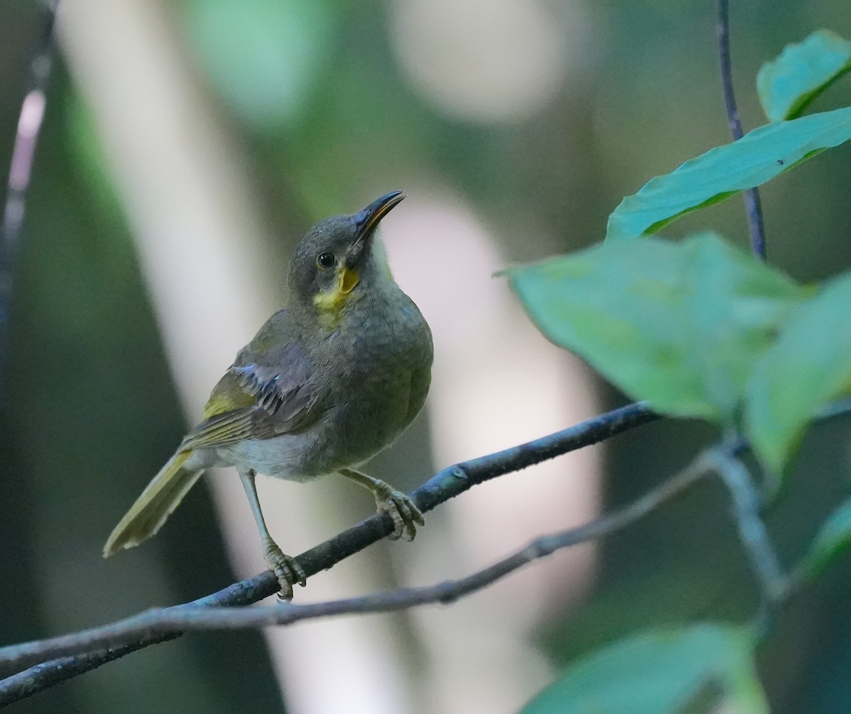 Méliphage foulehaio - ML644918128