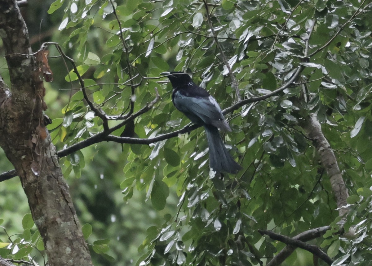 Hair-crested Drongo - ML644918132