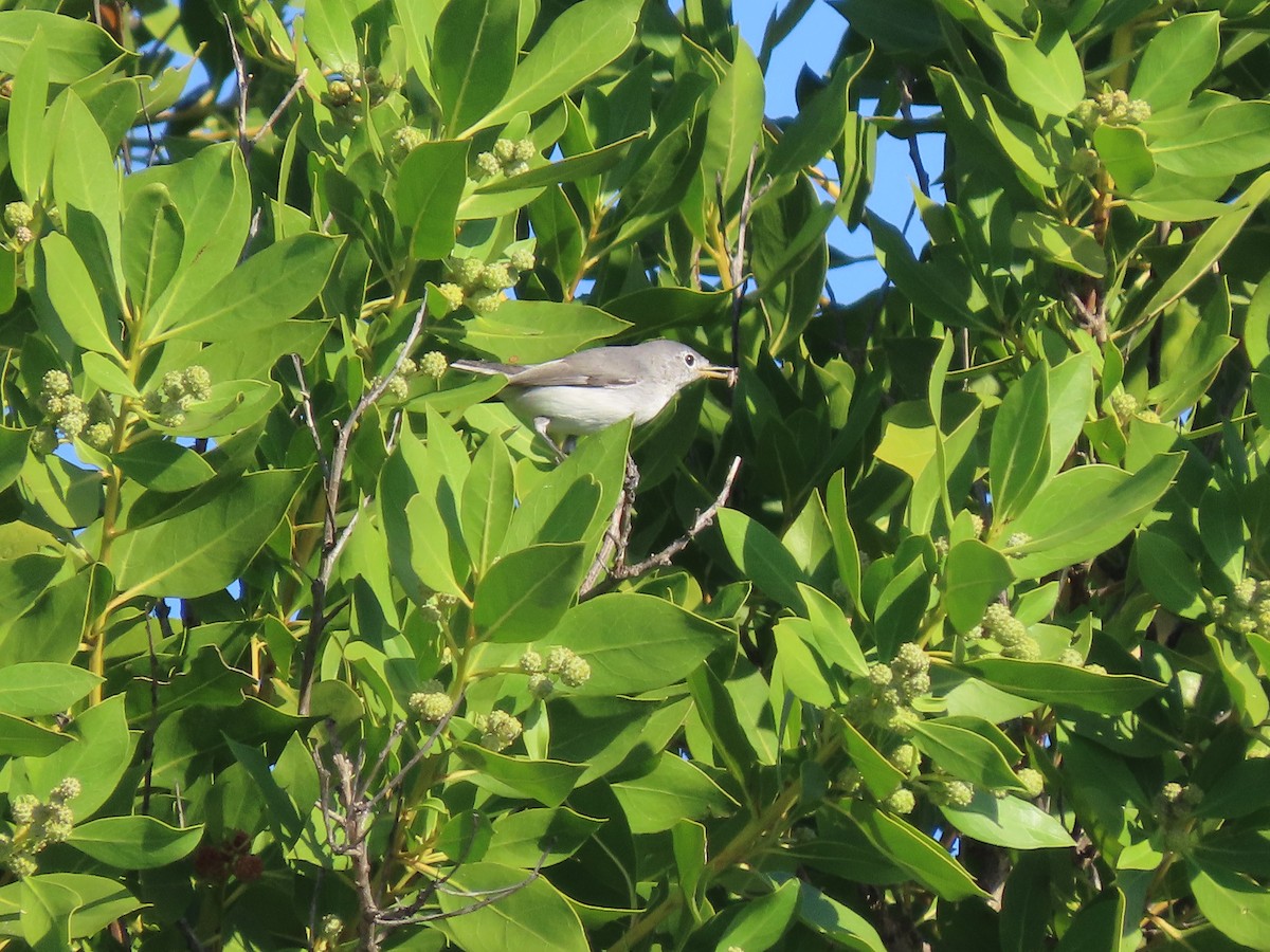 ブユムシクイ - ML644918170