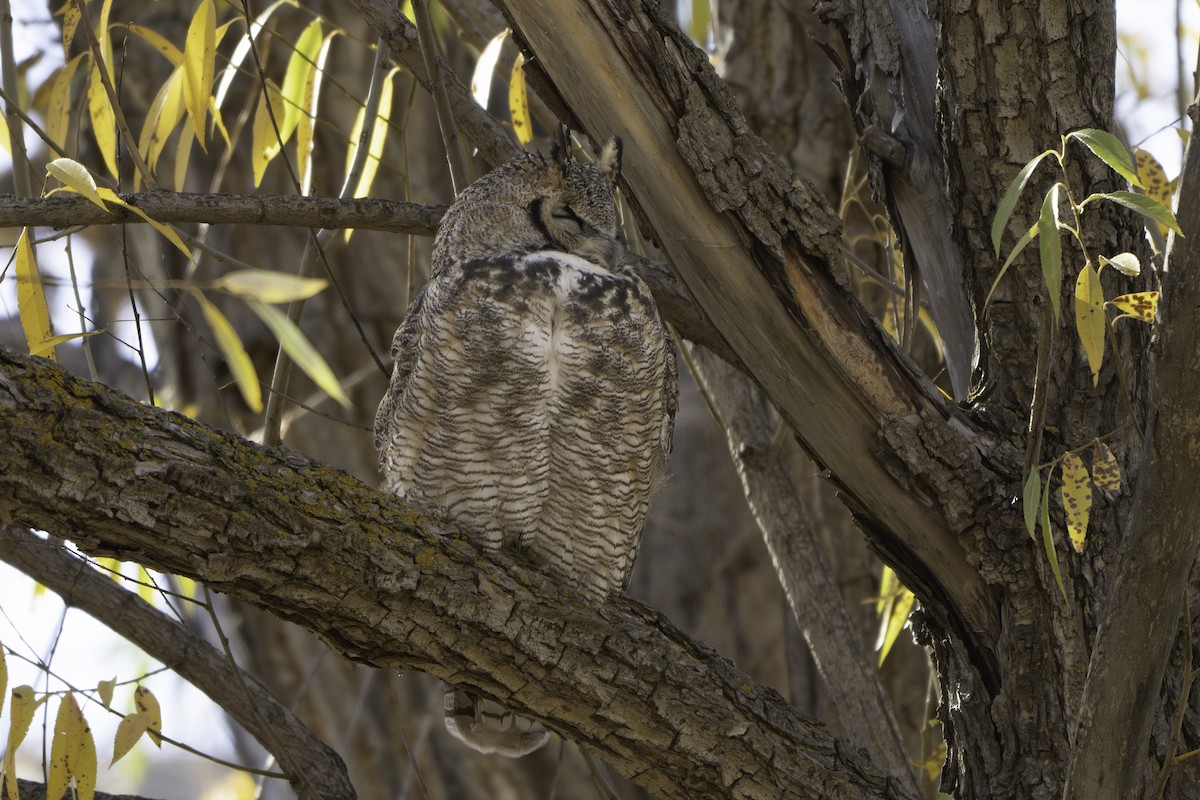 Great Horned Owl - ML644918189