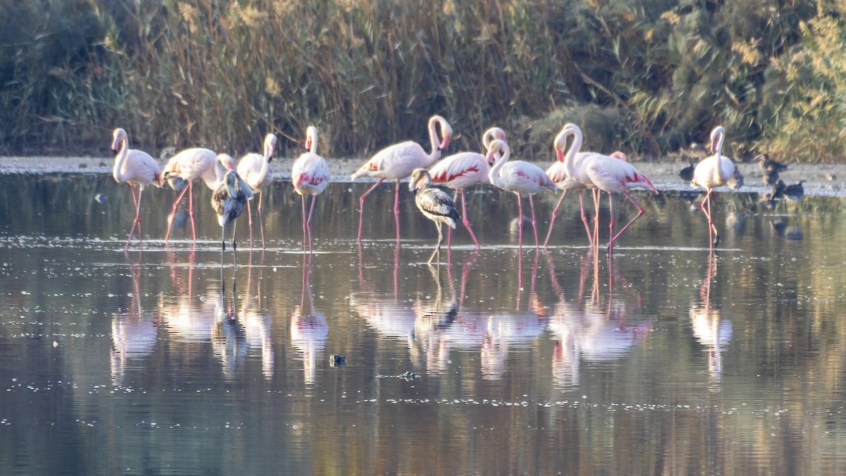 Greater Flamingo - ML644918198