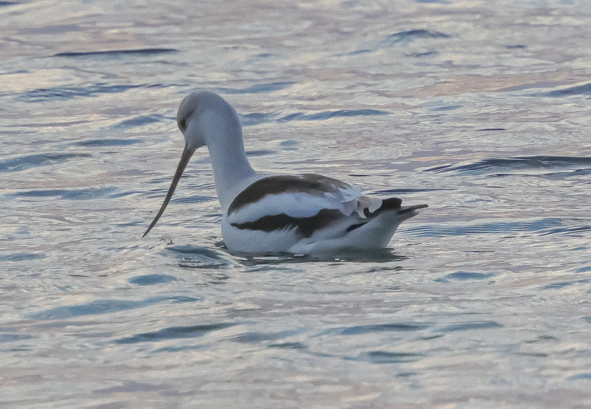 American Avocet - ML644918241