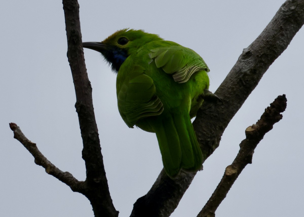 Golden-fronted Leafbird - ML644918254