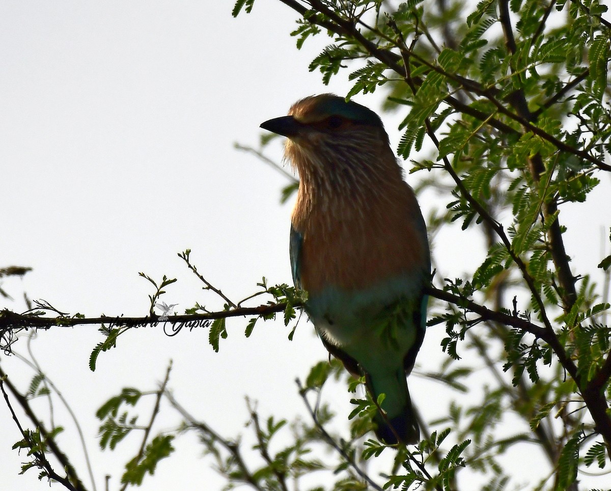 Indian Roller - ML644918266