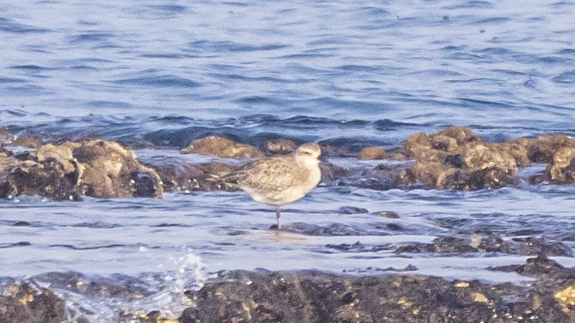 Black-bellied Plover - ML644918283