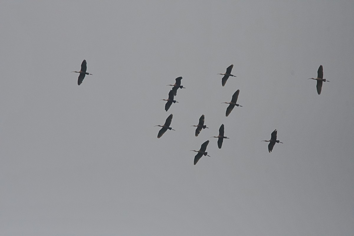 Glossy Ibis - ML644918286