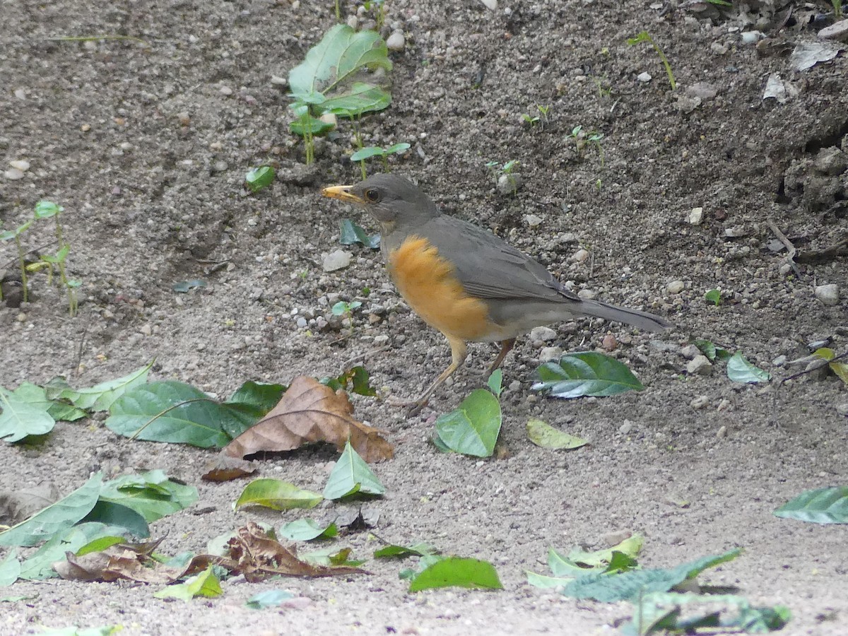 African Thrush - ML644918315