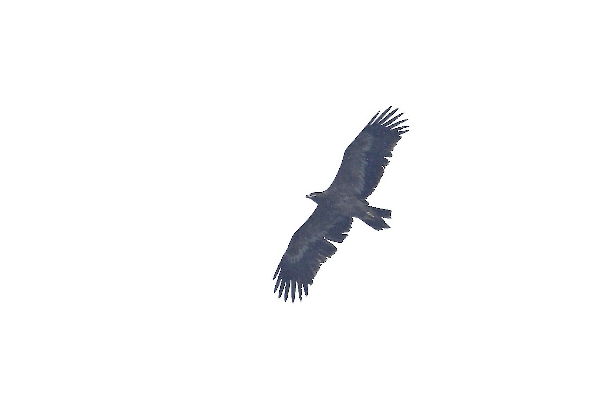 Степной орёл - ML644918372