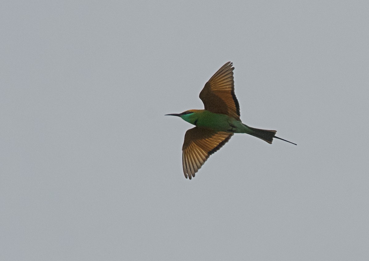 Asian Green Bee-eater - ML644918388