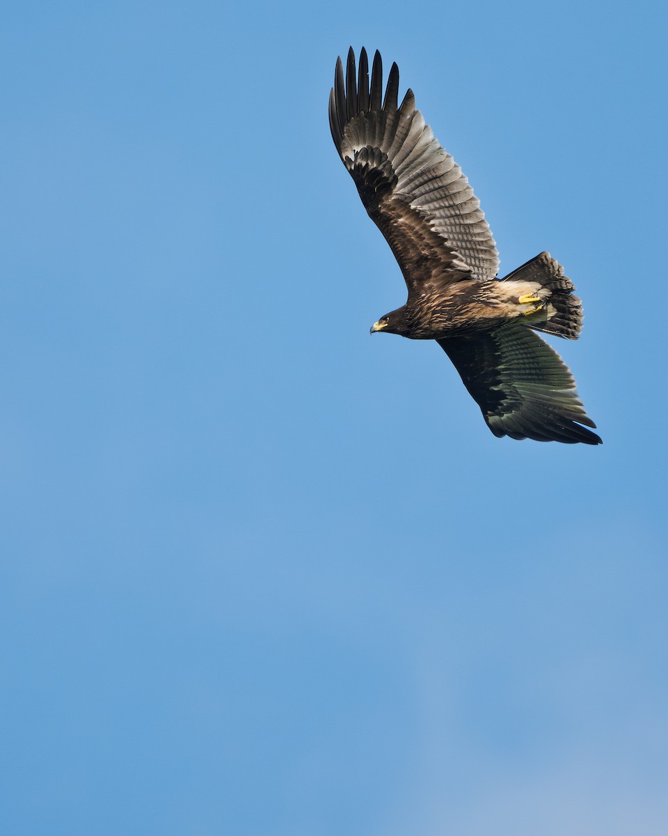 Greater Spotted Eagle - ML644918393
