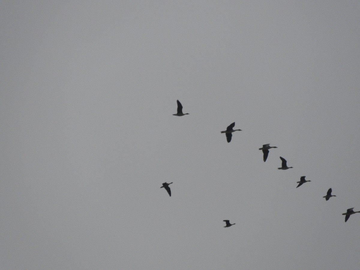 Greater White-fronted Goose - ML644918395