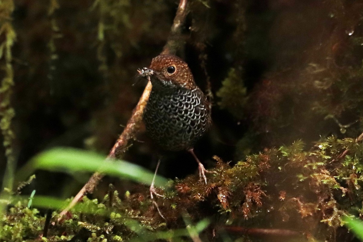 Taiwan Cupwing - ML644918396