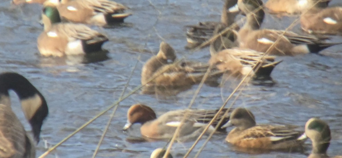 Eurasian Wigeon - ML644918397
