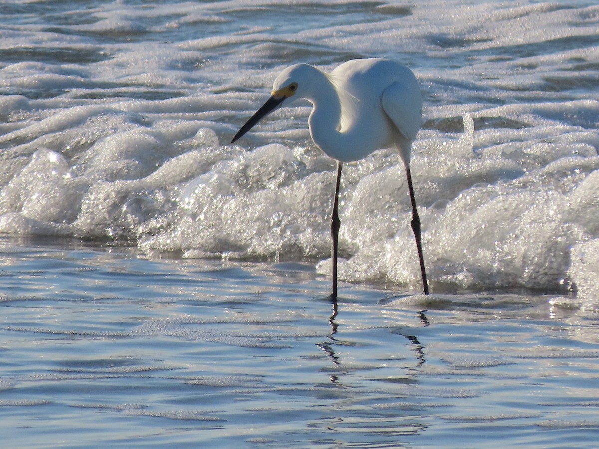 Snowy Egret - ML644918399