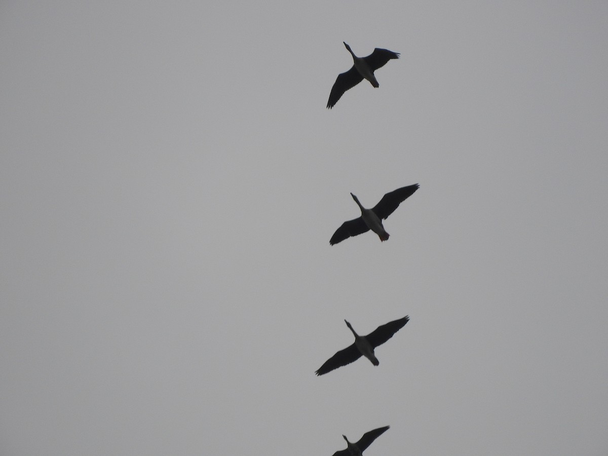 Taiga Bean-Goose - ML644918405