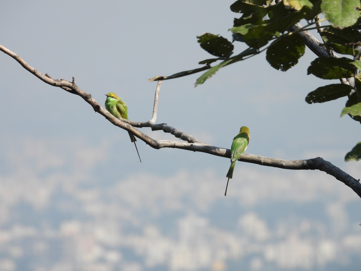 Asian Green Bee-eater - ML644918406