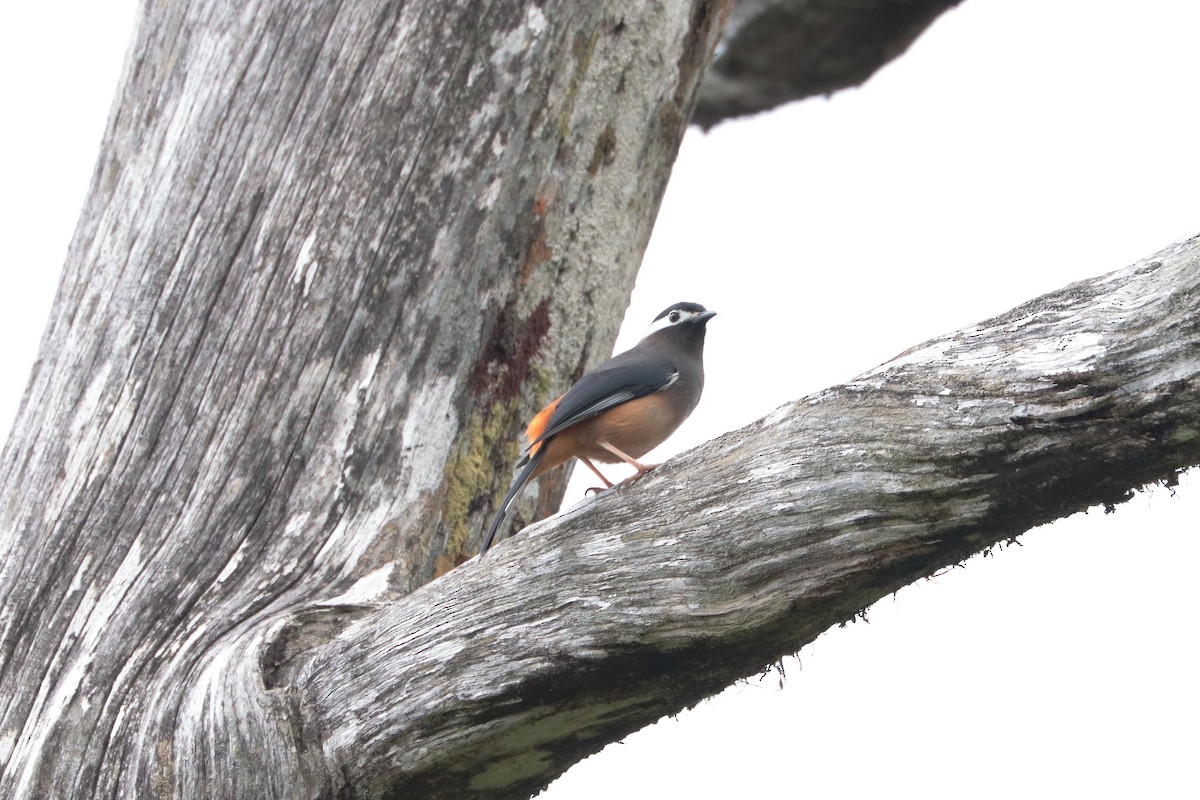 White-eared Sibia - ML644918407