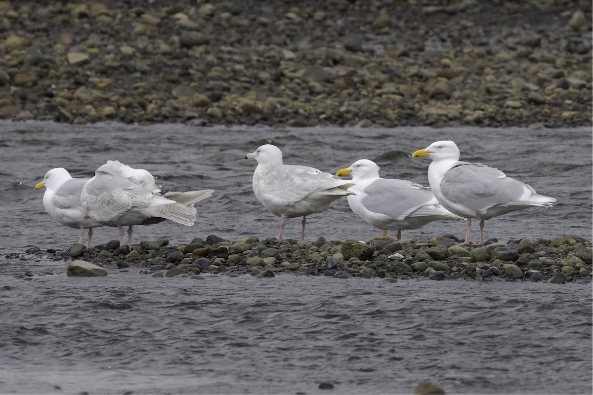 Glaucous Gull - ML644918408