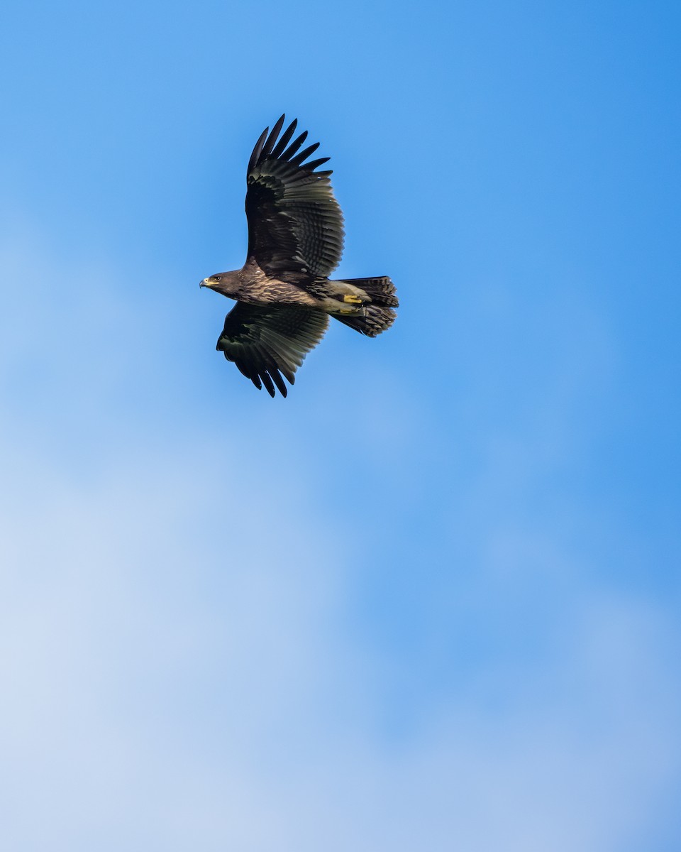 Greater Spotted Eagle - ML644918409