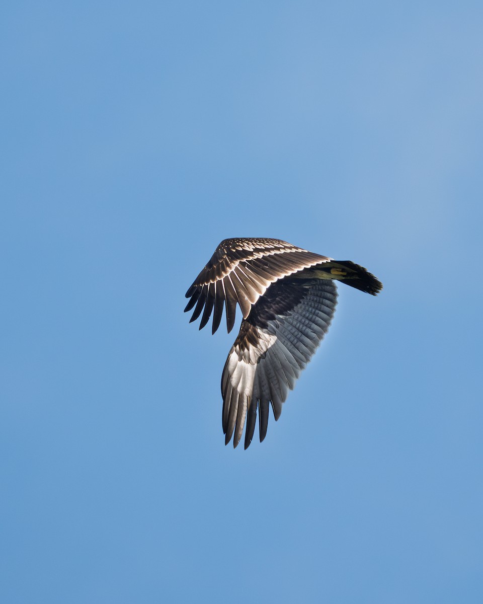 Greater Spotted Eagle - ML644918410
