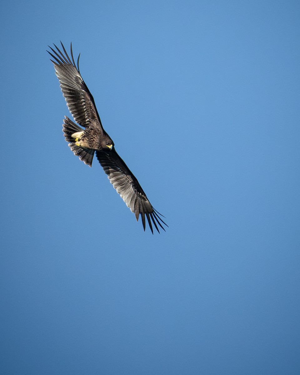 Greater Spotted Eagle - ML644918411