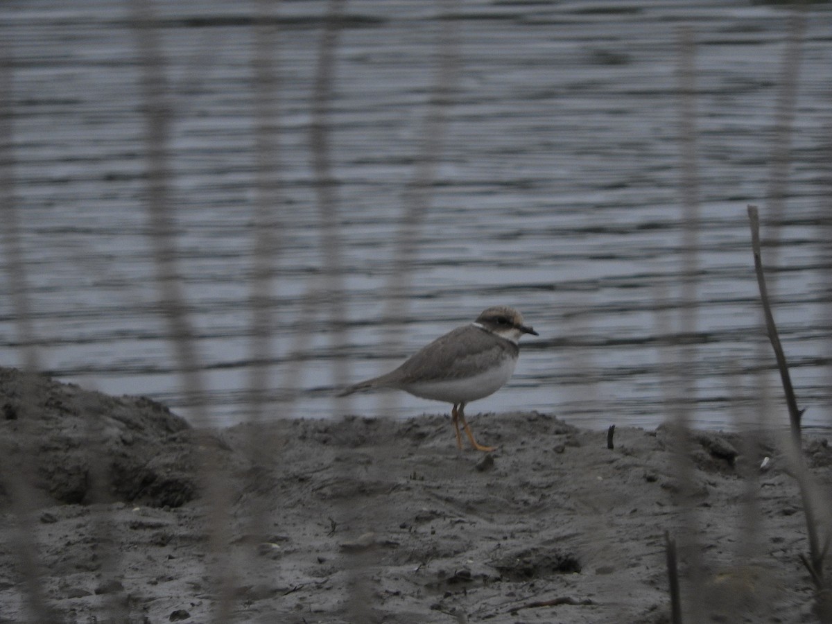Little Ringed Plover - ML644918412