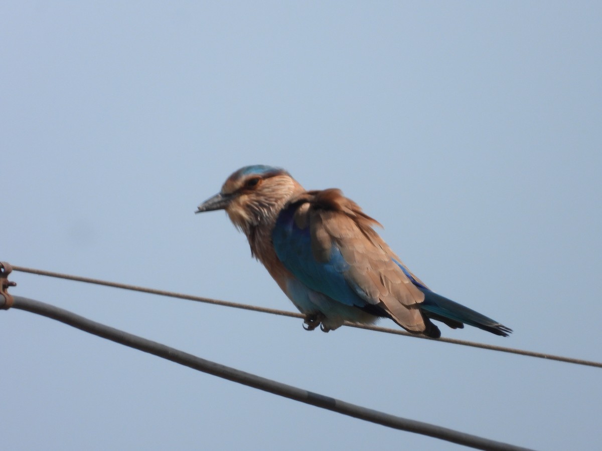 Indian Roller - ML644918414