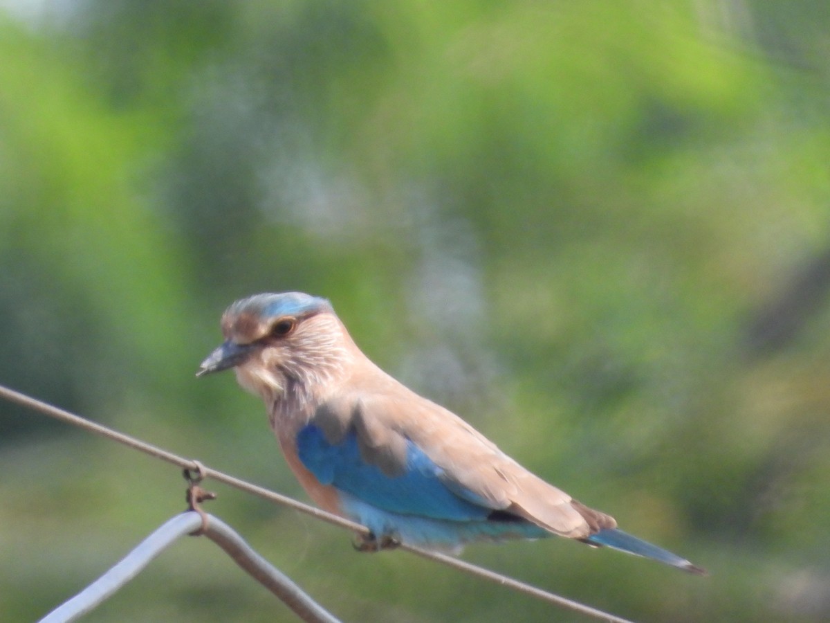 Indian Roller - ML644918415