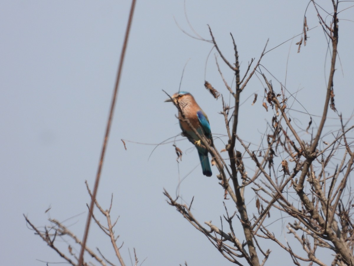 Indian Roller - ML644918416