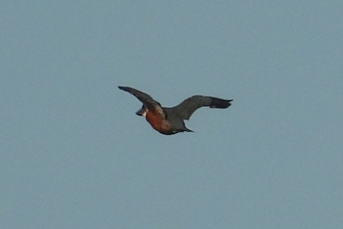 Ringed Kingfisher - ML644918417