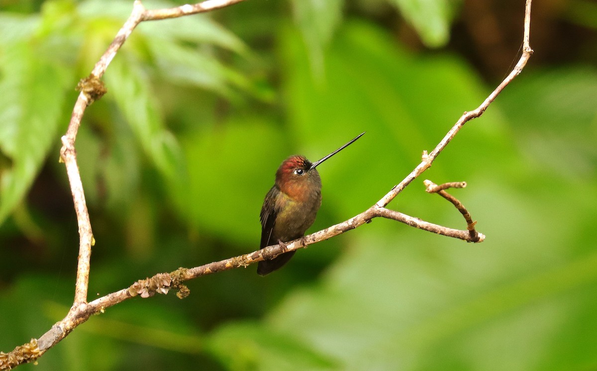 Green-fronted Lancebill - ML644918418