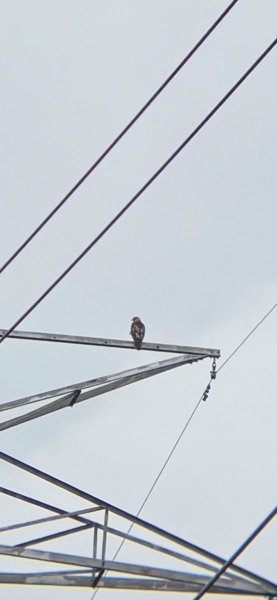 Red-tailed Hawk - ML644918419