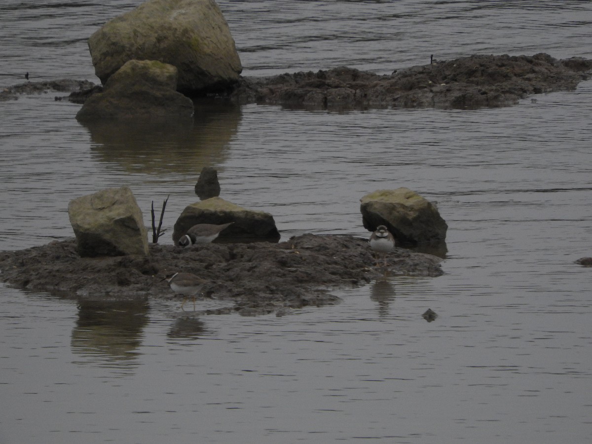 Long-billed Plover - ML644918421
