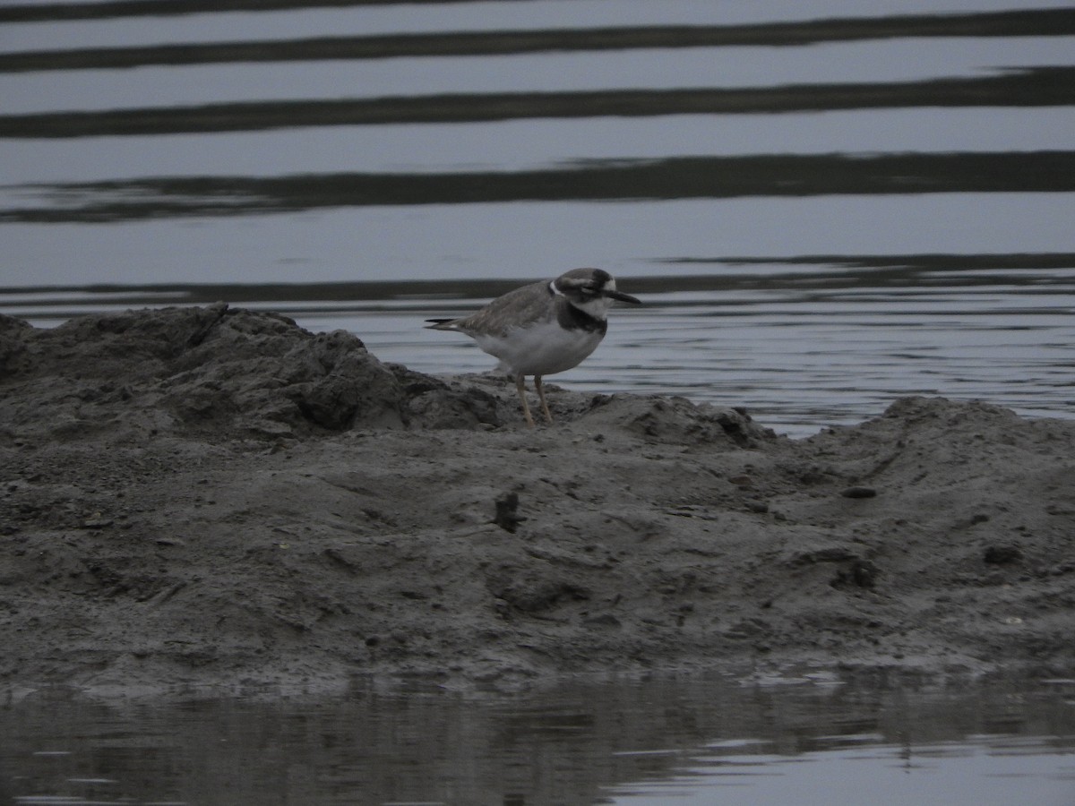 Long-billed Plover - ML644918422