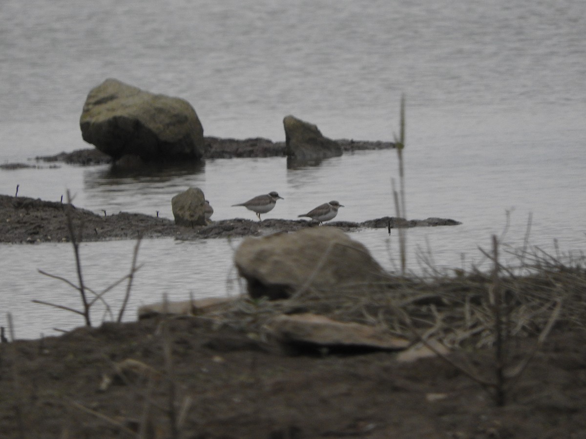 Long-billed Plover - ML644918423