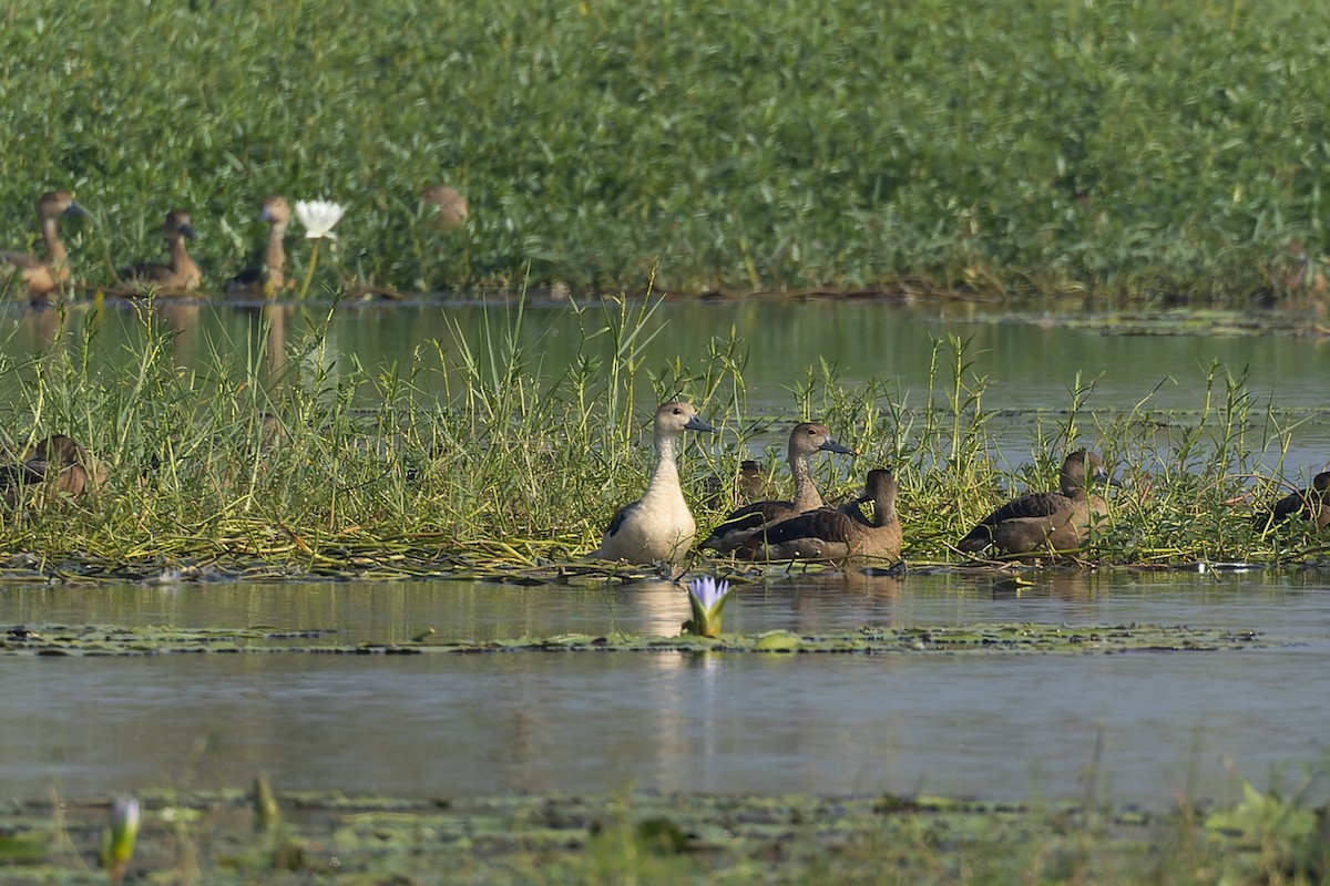 Lesser Whistling-Duck - ML644918424