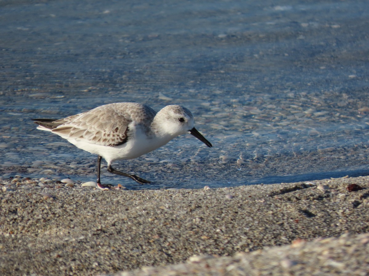 Sanderling - ML644918425